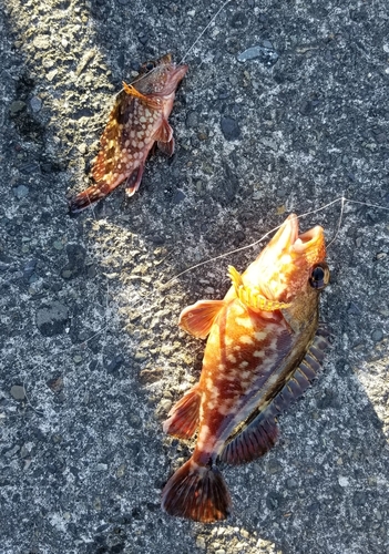 カサゴの釣果