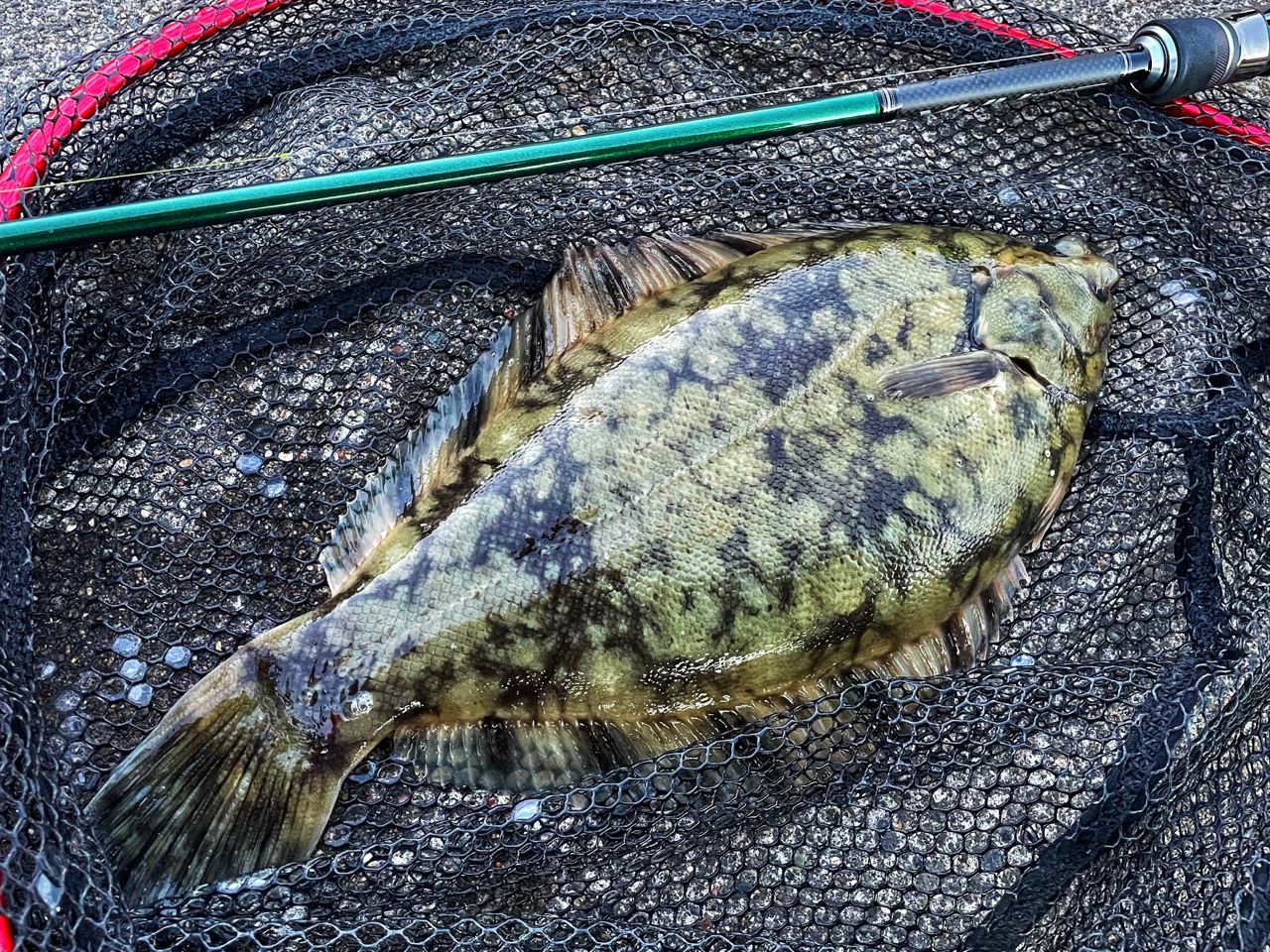 クロガシラガレイ