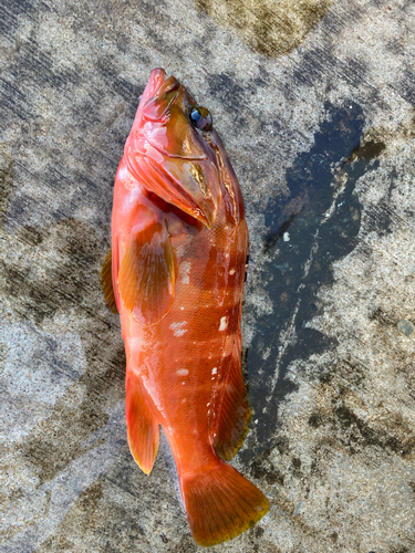 アカハタの釣果