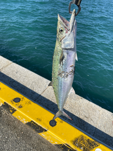 サゴシの釣果