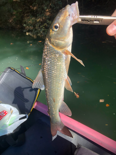 ニゴイの釣果