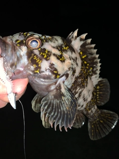 オウゴンムラソイの釣果