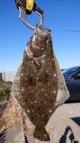 ヒラメの釣果