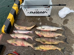 アキアジの釣果