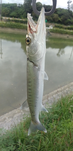 カマスの釣果