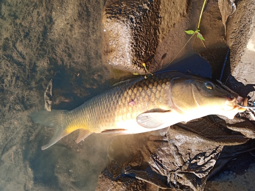 コイの釣果