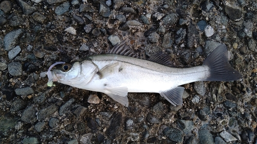 セイゴ（マルスズキ）の釣果