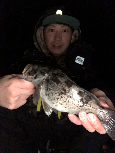 クロソイの釣果