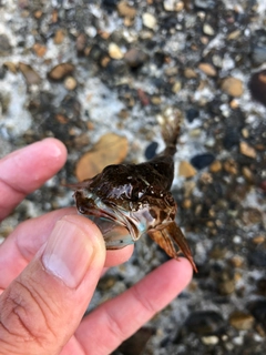 アナハゼの釣果