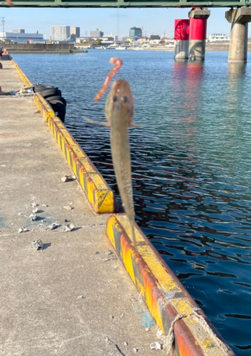 マハゼの釣果