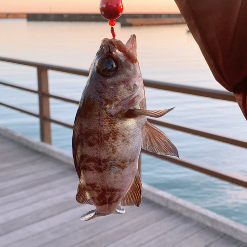 シロメバルの釣果