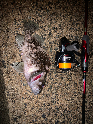 ソイの釣果