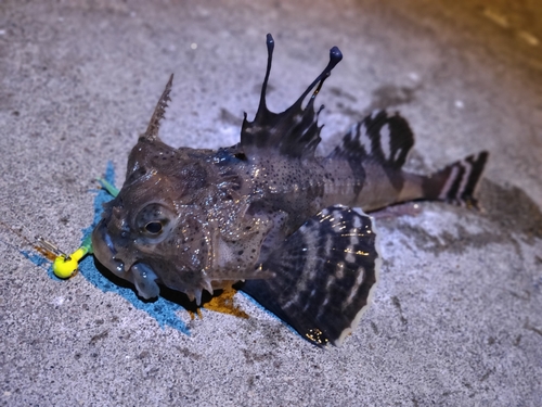 カジカの釣果