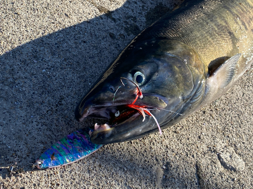 アキアジの釣果