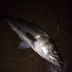 スズキの釣果