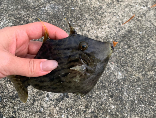 カワハギの釣果