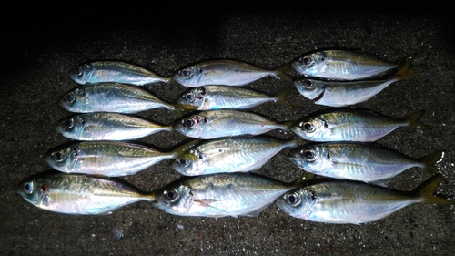 アジの釣果