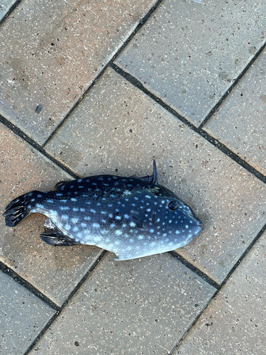 モンガラカワハギの釣果