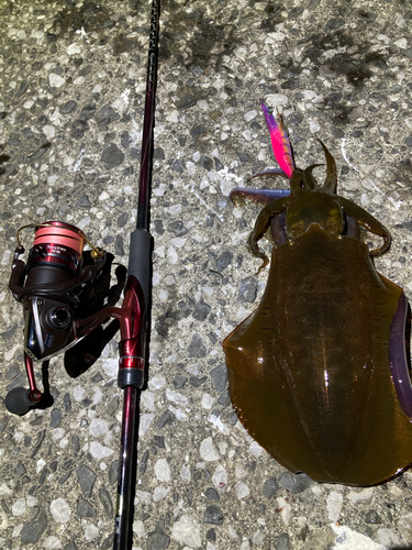 アオリイカの釣果