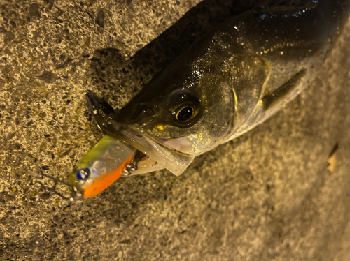 セイゴ（マルスズキ）の釣果