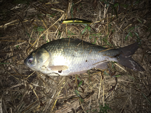 ヘラブナの釣果