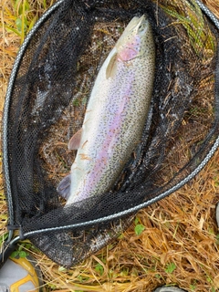 ニジマスの釣果