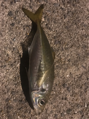 マアジの釣果