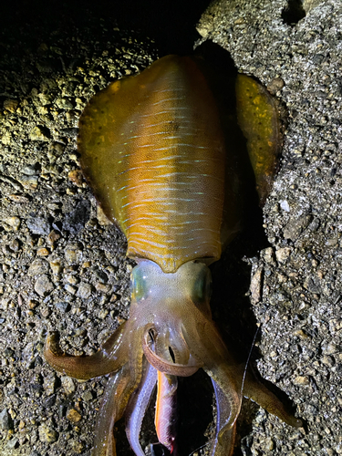 アオリイカの釣果