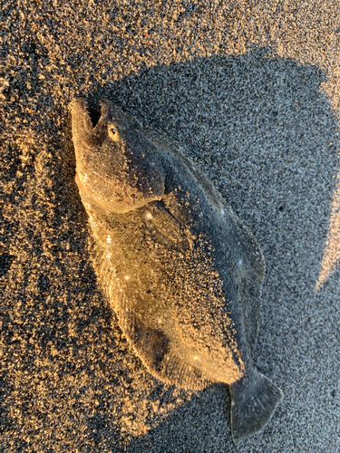 ソゲの釣果