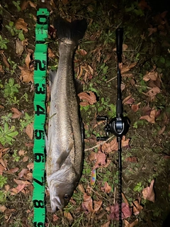 釣果