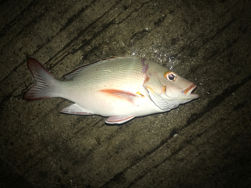 ヒメフエダイの釣果