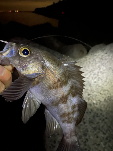 シロメバルの釣果