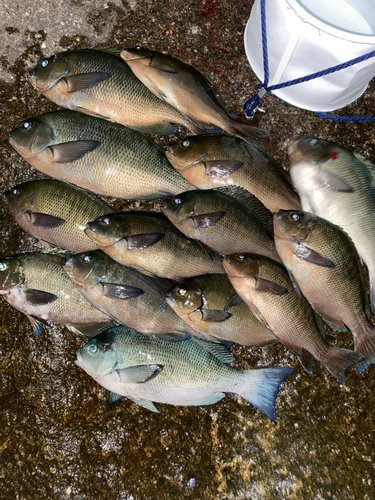 グレの釣果