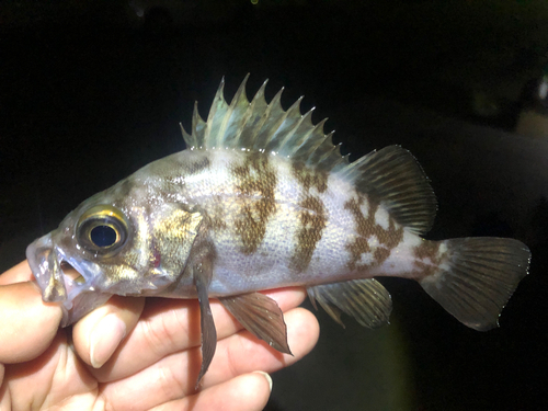 メバルの釣果