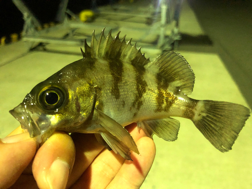 メバルの釣果