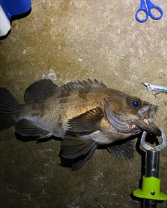 アカメバルの釣果