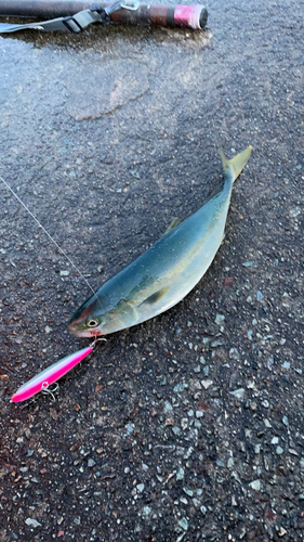 イナダの釣果