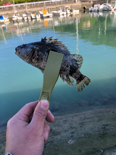 タケノコメバルの釣果