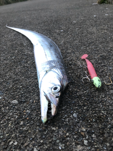 タチウオの釣果