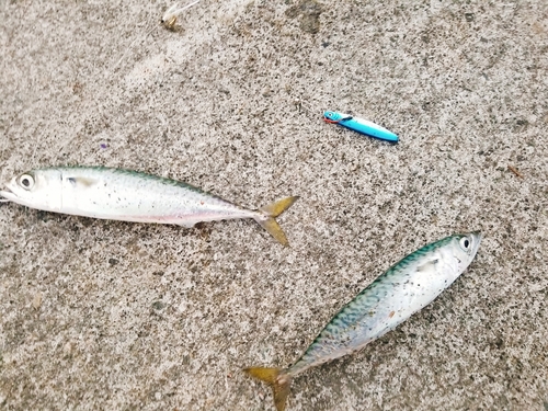 サバの釣果