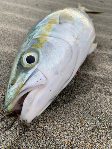 イナダの釣果