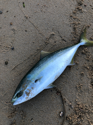 ヤズの釣果