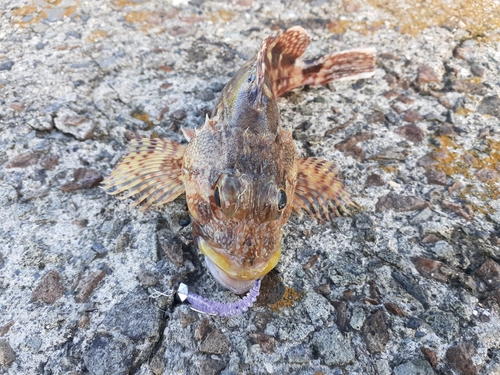 カサゴの釣果