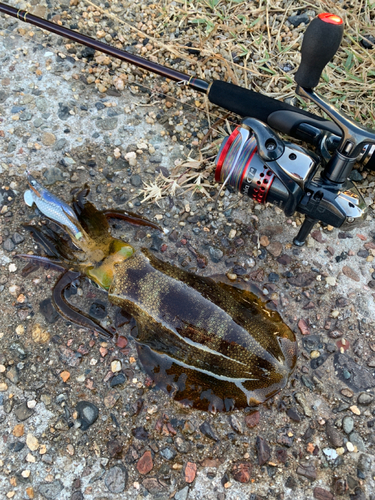 アオリイカの釣果