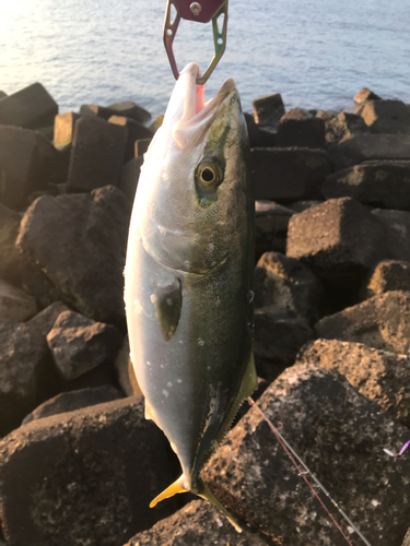 イナダの釣果