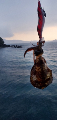 アオリイカの釣果