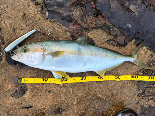 ヒラマサの釣果