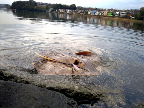 アカエイの釣果