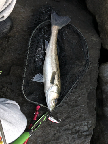 セイゴ（ヒラスズキ）の釣果