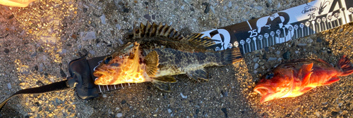 タケノコメバルの釣果